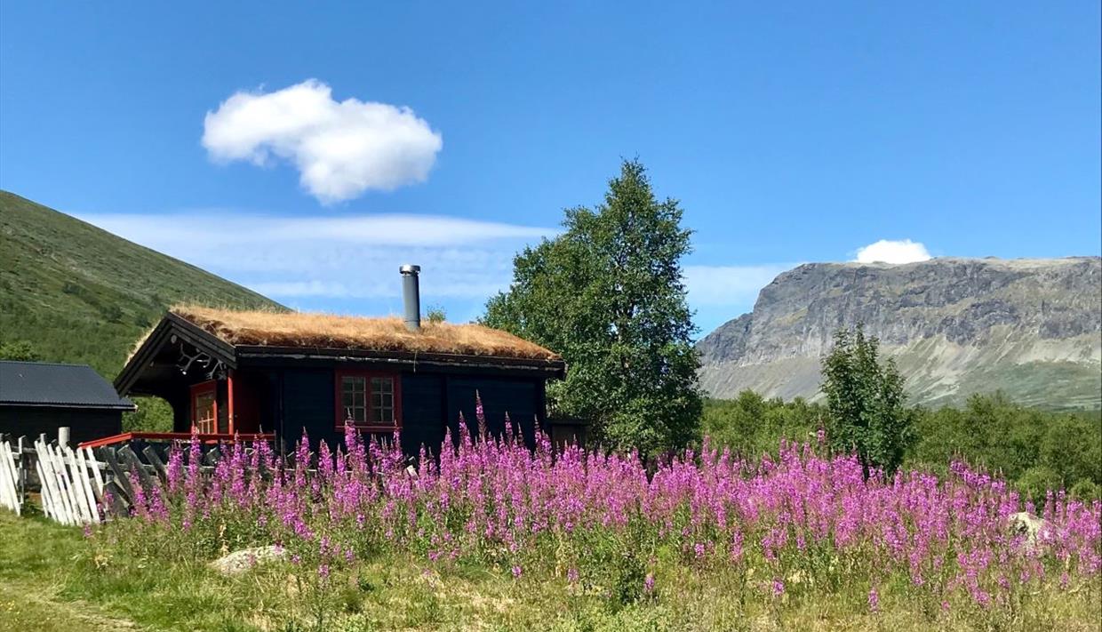 Tømmerhytte i blomstereng med utsikt til fjellene.