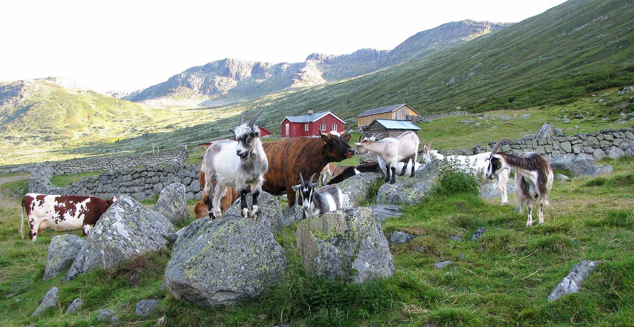 Farm animals grazing in the Sanddalen Valley.