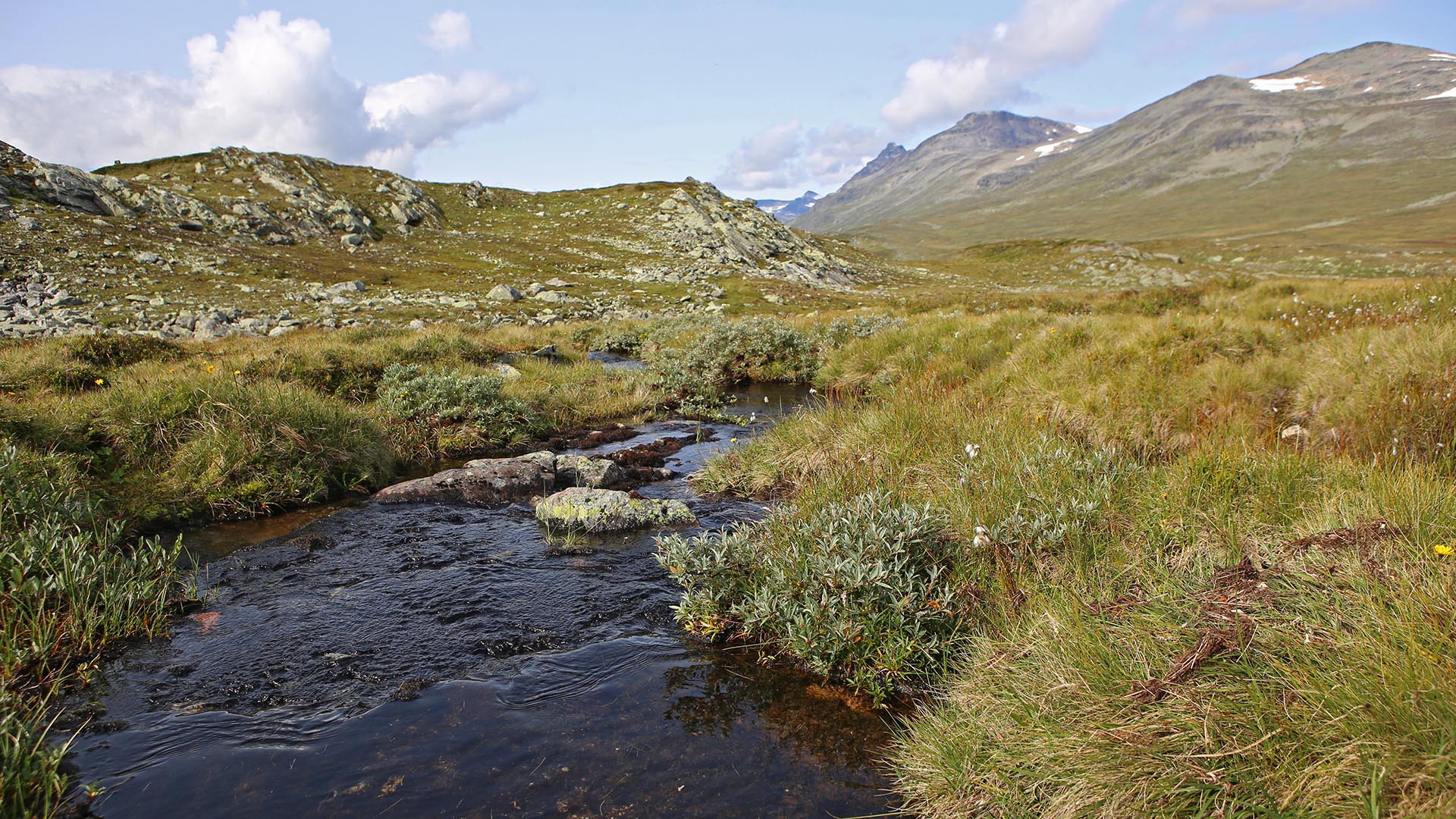 fjellbekk i grønt åpent landskap med fjell i bakgrunnen