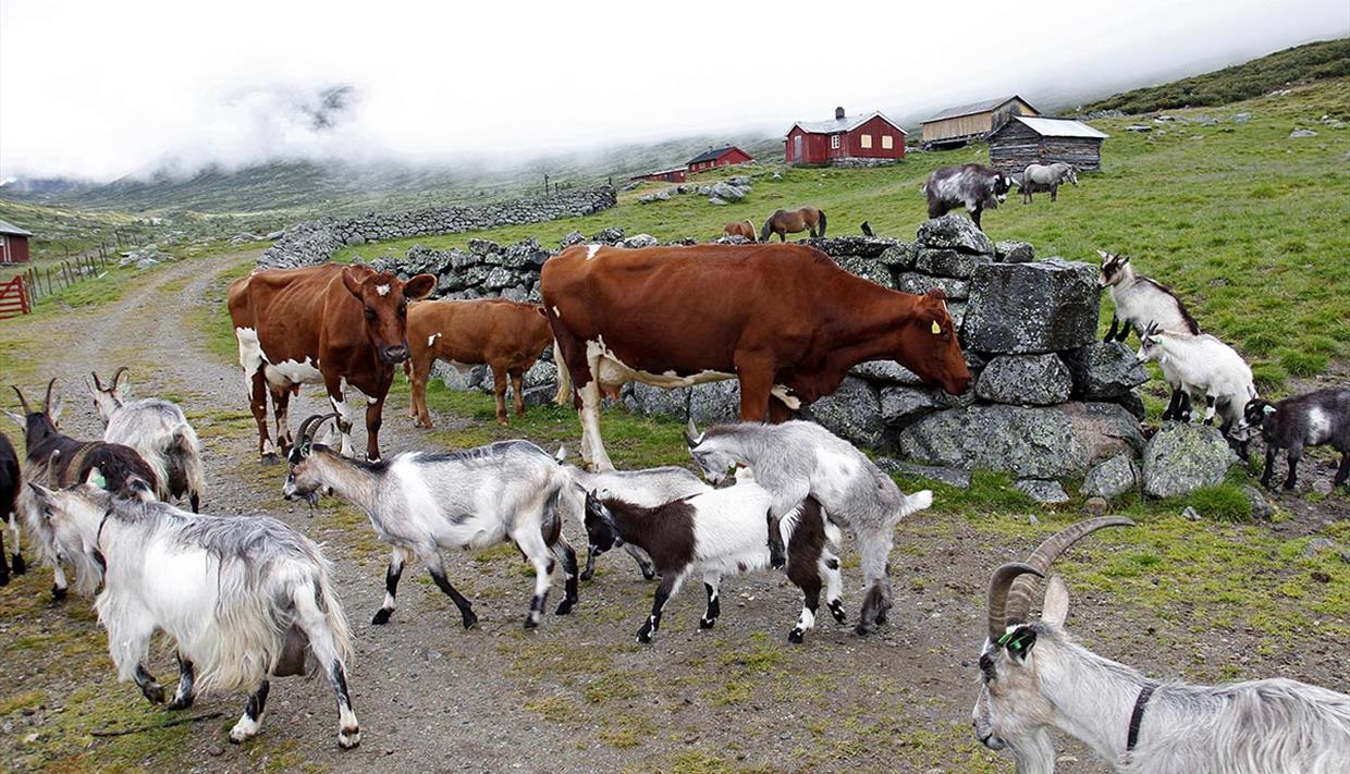 Open Farm At Sparstadtroe In Sanddalen Valdres