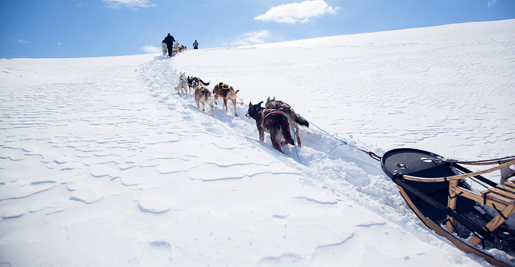 dog sledding (winter and summer)