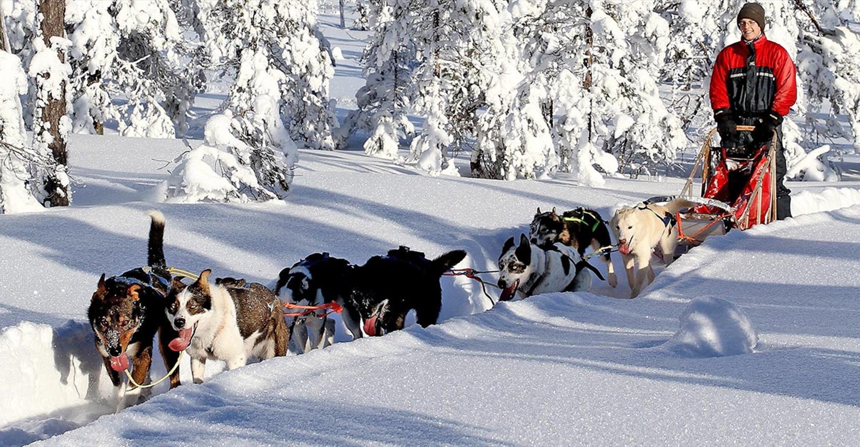 dog sledding (winter and summer)